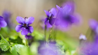 Eine lila-blaue Blüte vom Veilchen