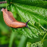 Wegschnecke auf einem angeknabberten Blatt