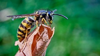 Eine Wespe sitzt auf einem Blatt