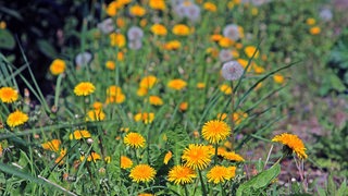 Löwenzahn mit Blatt und Blüte in der Landschaft (Archivbild)