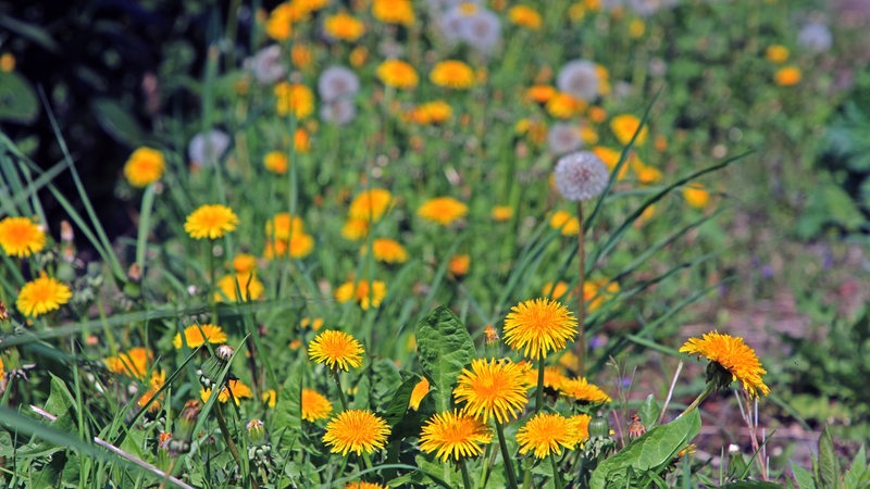 Löwenzahn mit Blatt und Blüte in der Landschaft (Archivbild)