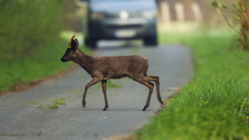 Wildwechsel auf einer Landstraße (Symbolbild)