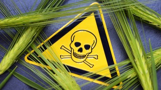 Getreideähren und Gefährundungszeichen mit Totenkopf, Symbolfoto für den Einsatz von Pestiziden