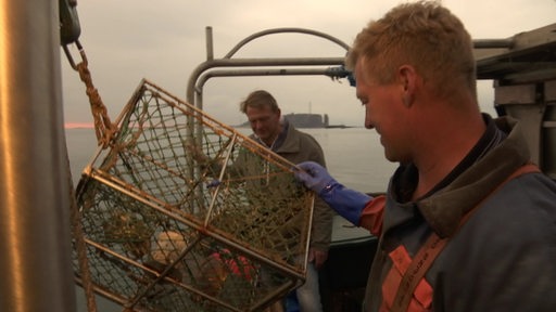 Fischer und Koch mit Hummerkorb vor Helgoland