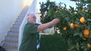 Werder-Fan Wondi pflückt Orangen aus seinem Garten.