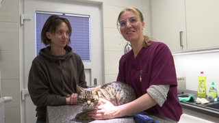 Eine Tierärztin behandelt eine Katze.