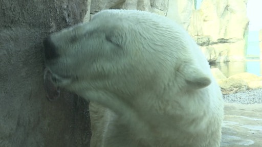 Ein Eisbär im Bremerhavener Zoo am Meer schleckt Honig von einer Wand.