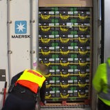 Zwei Zollbeamte untersuchen einen Container mit Bananenkisten.