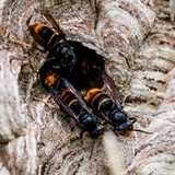Asiatische Hornissen (Vespa Velutina Nigrithorax) sammeln sich an einem Ausgang ihres Nestes. 