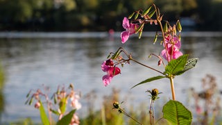 Drüsiges Springkraut blüht an einem Flussufer