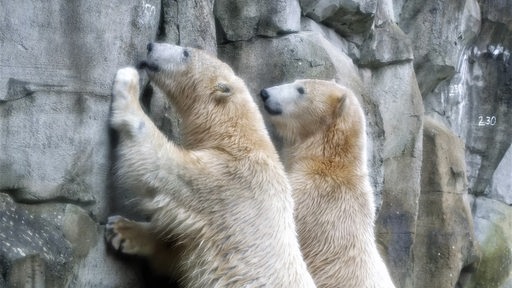 Zwei Eisbären stehen aufrecht an einer Felswand.