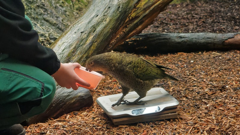Ein Tierpfleger füttert einen Vogel, der auf einer Waage steht.