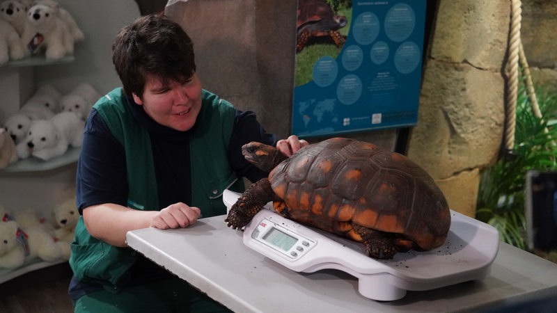 Eine Tierpflegerin streichelt eine Schildkröte, die auf einer Waage sitzt.