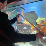 Ein Tierpfleger vermisst einen Rochen hinter einer Scheibe.