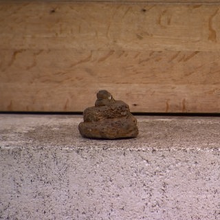 Ein Kackhaufen liegt vor der Tür eines Bremer Hauses.
