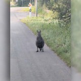 Ein Känguru steht auf einer Landstraße.