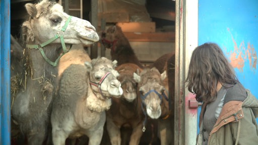 Vier Kamele sehen in Richtung von Freddy Radeke