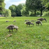Kanadagänse mit Jungtieren im Bürgerpark