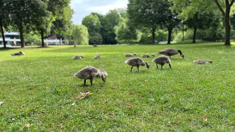 Kanadagänse mit Jungtieren im Bürgerpark