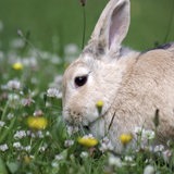 Ein hellbraunes Kaninchen sitzt auf einer Wiese zwischen blühendem Klee.