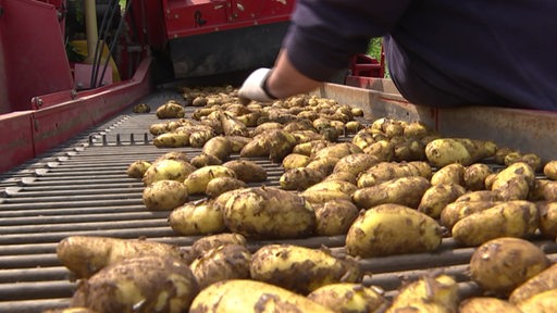 Frühe Frühkartoffeln auf einem Gerät nach der Ernte des Landwirten. 