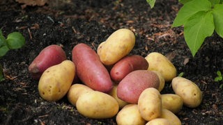 Braune und rote Kartoffeln auf der Erde