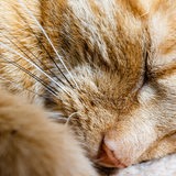 Eine Katze schläft