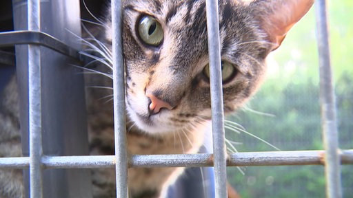 Eine Katze blickt durch die Gitter eines Käfigs.