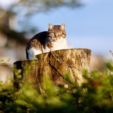 Eine Hauskatze sitzt auf einem Baumstumpf