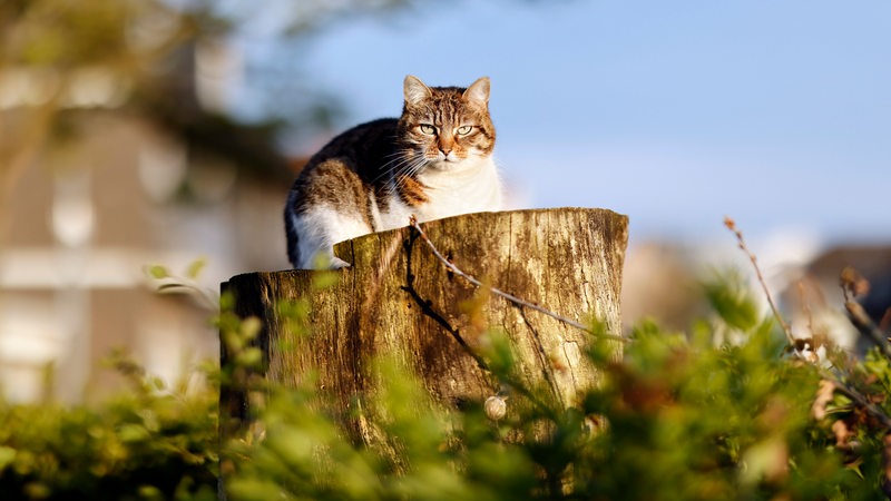 Eine Hauskatze sitzt auf einem Baumstumpf