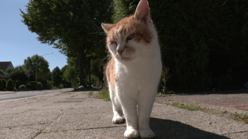 Eine Katze auf einer Straße in Imsum.