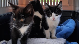 Drei Katzenbabys, die am Bahnübergang Rottland in Nordholz (Landkreis Cuxhaven) von der Polizei gerettet wurden