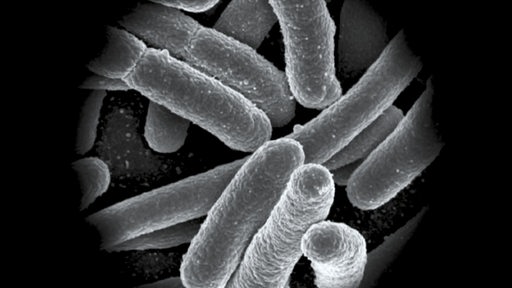 Eine Mikroskopische Aufnahme von Bakterien
