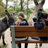 Kinder sitzen auf einer Bank und streicheln Esel