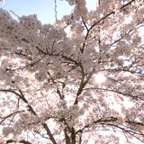 Eine Baumkrone mit blühenden Kirschblüte durch die die Sonne scheint