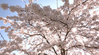Eine Baumkrone mit blühenden Kirschblüte durch die die Sonne scheint