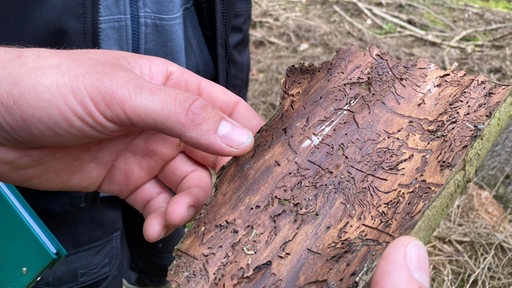 Eine Hand hält ein Stück Baumrinde mit Insekten-Gängen.