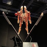 Exponat der Ausstellung "Körperwelten" in Bremen zeigt die Muskulator eines zweigeteilten Menschen mit Skiern beim Skisprung.