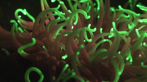 Eine leuchtende koralle in grün und organge.
