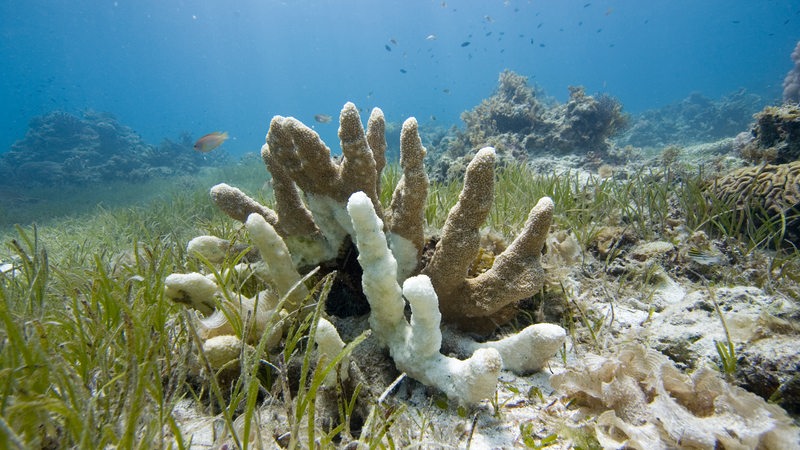 Eine Korallenbleiche im Meerboden
