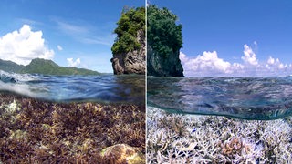 Eine Fotomontage zeigt lebendige und abgestorbene Korallen unter der Wasseroberfläche.