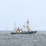 Ein Krabbenkutter fährt auf der Nordsee vor einem Windpark entlang.