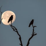 Drei Saatkrähen (Corvus frugilegus), Silhouetten, sitzen bei Vollmond auf abgestorbenen Ästen