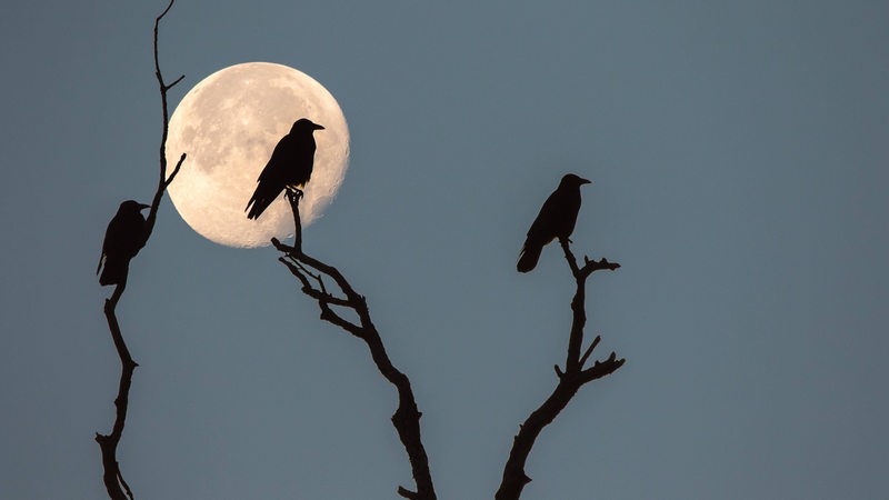 Drei Saatkrähen (Corvus frugilegus), Silhouetten, sitzen bei Vollmond auf abgestorbenen Ästen