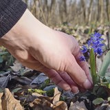 Eine Hand pflückt eine Pflanze zwischen trockenen Laub.