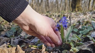 Eine Hand pflückt eine Pflanze zwischen trockenen Laub.