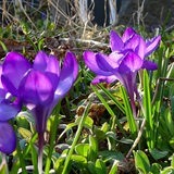 In einer grünen Wiese wachsen lila Krokusse.