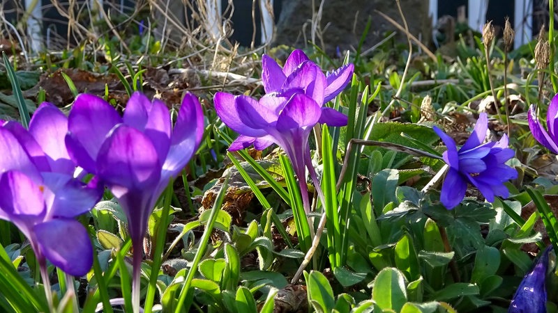 In einer grünen Wiese wachsen lila Krokusse.