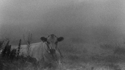 Ein schwarz-weiß Foto einer Kuh im Moor.