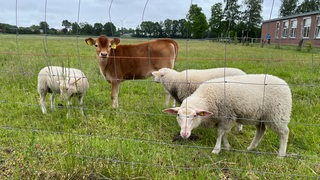 Kalb und drei Lämmer, die von Mutterkuh Uschi großgezogen werden